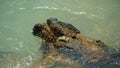 Purple Swift-footed Shore Crab on the volcanic rocks, Thailand