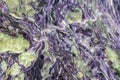 Purple swirl. Abstract natural crystal pattern. Charoite silicate mineral close-up