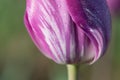 Purple Swirl Tulip Flower