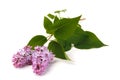 Purple syringa