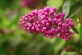 Purple Syringa