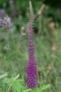 Purple Tails Teucrium hyrcanicum, spike with purple flowers