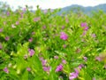 Purple Taiwan Beauty flower bloom