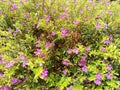 purple taiwan beauty ornamental plant