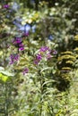 Purple Tall Ironweed Wildflowers - Vernonia gigantea