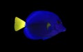 The purple tang or yellowtail tang - Zebrasoma xanthurum Royalty Free Stock Photo