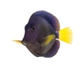 Purple tang, Zebrasoma xanthurum, isolated Royalty Free Stock Photo