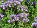 Purple tansy and bumble bee