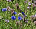 Purple tansy and cornflowers