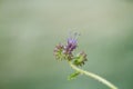 Purple Tansy Fiddleneck blossom with dew