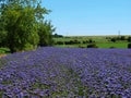 Purple Tansy field in countryside in hot summer day. Green blue purple flowers in blossom