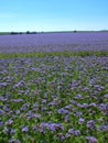 Purple Tansy field in countryside in hot summer day. Green blue purple flowers in blossom