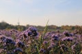 Purple tansy field in the daytime