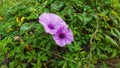 Purple taro plant