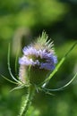 Purple Teasel plant showing two flower belts Royalty Free Stock Photo