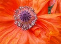 Purple terry pestle with stamens of an orange garden poppy Royalty Free Stock Photo