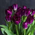 Purple Terry tulips with water drops on dark background Royalty Free Stock Photo