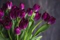 Purple Terry tulips with water drops on dark background Royalty Free Stock Photo