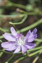Purple Texas Skeleton Plant Wildflower