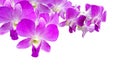 Purple Thai orchid flower on isolated