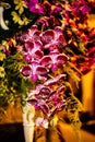 Purple Thai Orchid flowers on  blur background in the garden Royalty Free Stock Photo