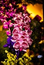 Purple Thai Orchid flowers on  blur background in the garden Royalty Free Stock Photo