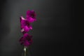 Purple Thai orchids on dark tone over black background. Low key Royalty Free Stock Photo