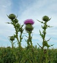 Purple Thistle Royalty Free Stock Photo