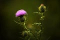 Purple Thistle Royalty Free Stock Photo