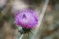 Purple Thistle bloom with Bee Royalty Free Stock Photo