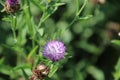 A purple thistle bloom with the green leaves Royalty Free Stock Photo