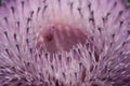 Purple thistle bloom for nature background or abst Royalty Free Stock Photo