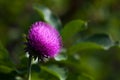 Purple Thistle Bloom in the Sunshine Royalty Free Stock Photo