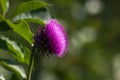 Purple Thistle Bloom in the Sunshine Royalty Free Stock Photo