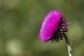 Purple Thistle Bloom in the Sunshine Royalty Free Stock Photo