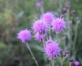 Purple Thistle Blooms in Estes Park, Colorado. Royalty Free Stock Photo