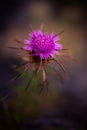 Purple thistle with blur background