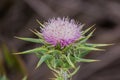 Purple thistle on a dark background, California