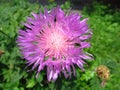 Purple thistle flower Royalty Free Stock Photo