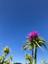 Purple Thistle Flower Blooming against Blue Sky Background Royalty Free Stock Photo