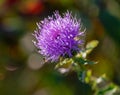 Purple thistle flower with blurred background Royalty Free Stock Photo