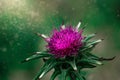 Purple thistle flower in close-up against a green meadow on a sunny spring day Royalty Free Stock Photo