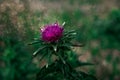 Purple thistle flower in close-up against a green meadow on a sunny spring day Royalty Free Stock Photo