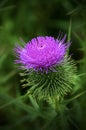 Purple thistle flower closeup. Wildflower or weed Royalty Free Stock Photo