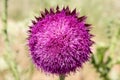 Purple Thistle Flower in Colorado Royalty Free Stock Photo