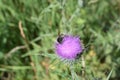 big bumblebee deep in the purple thistle flower