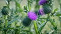 Purple thistle flower with green leaf background