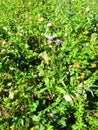 Purple thistle flower growing on a meadow Royalty Free Stock Photo