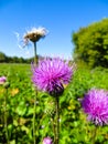 Purple thistle flower growing on a meadow Royalty Free Stock Photo