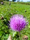 Purple thistle flower growing on a meadow Royalty Free Stock Photo
